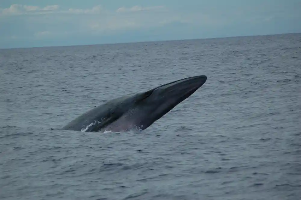 The back of a large whale breaking the surface
