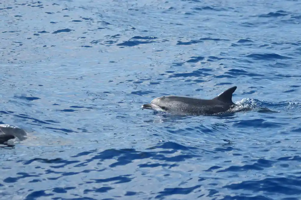 A bottlenose dolphin surfacing in rippled blue water