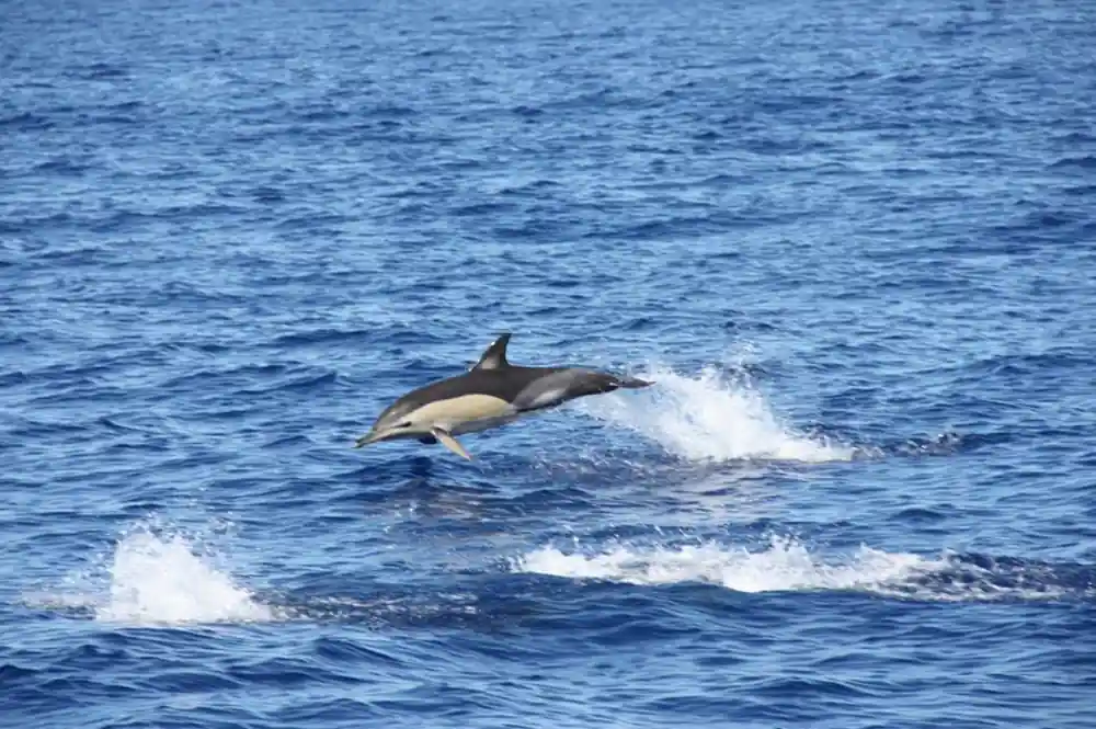 A common dolphin leaping clear of the water