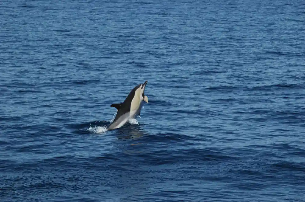 A dolphin arcing out of the water mid-leap