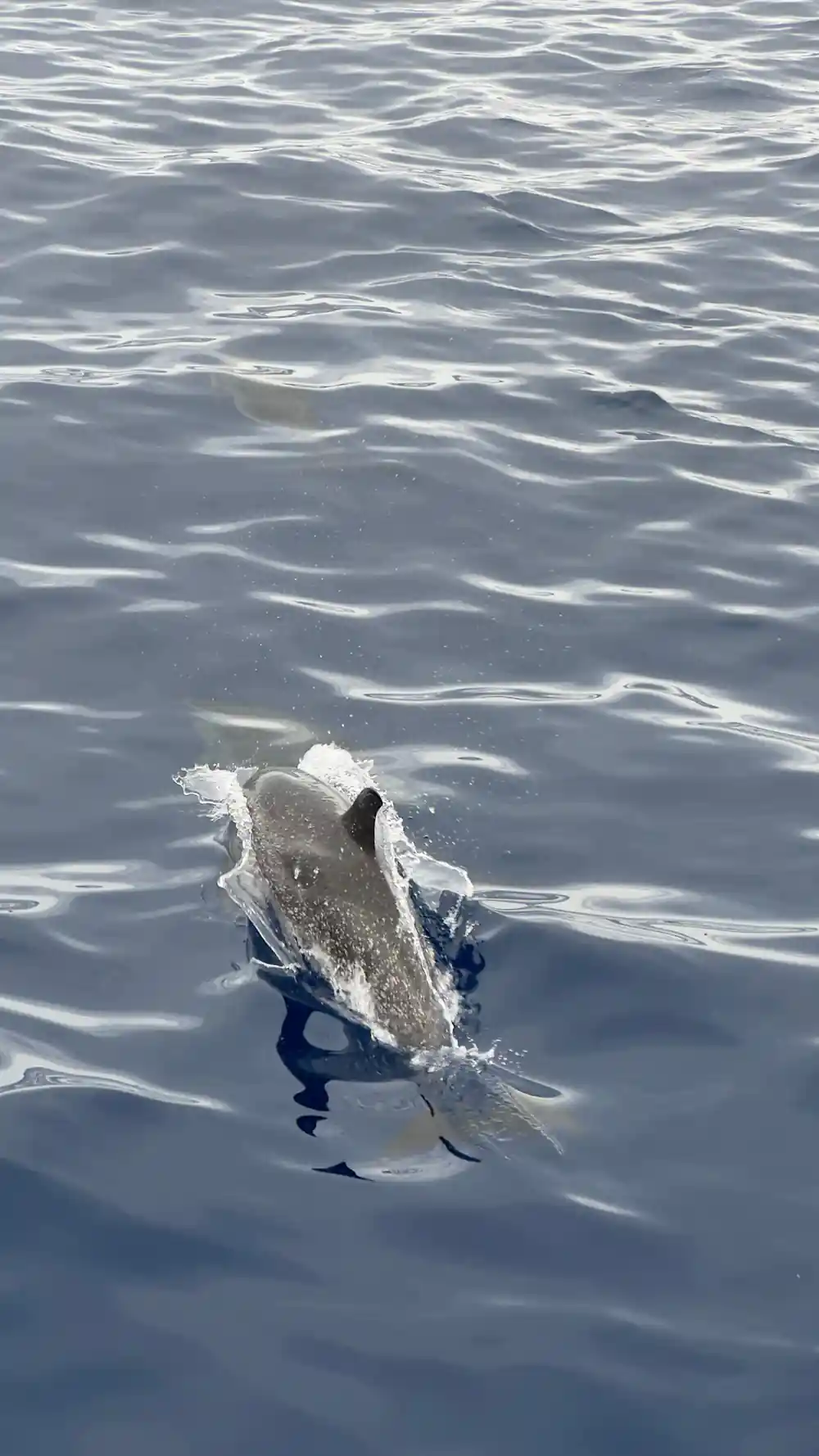 A dolphin breaking the surface close to the boat