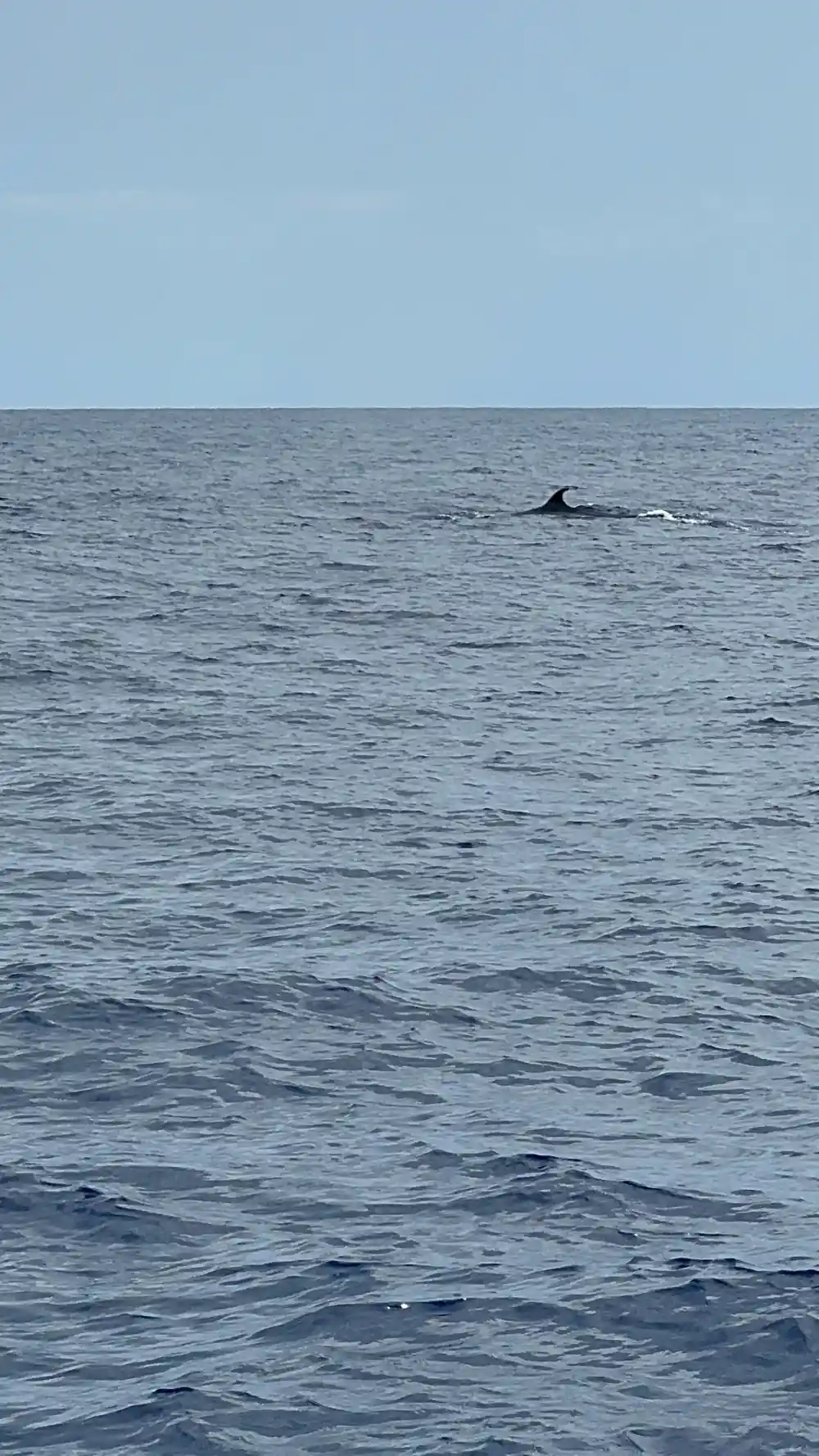 A dolphin's fin cutting the surface in grey water