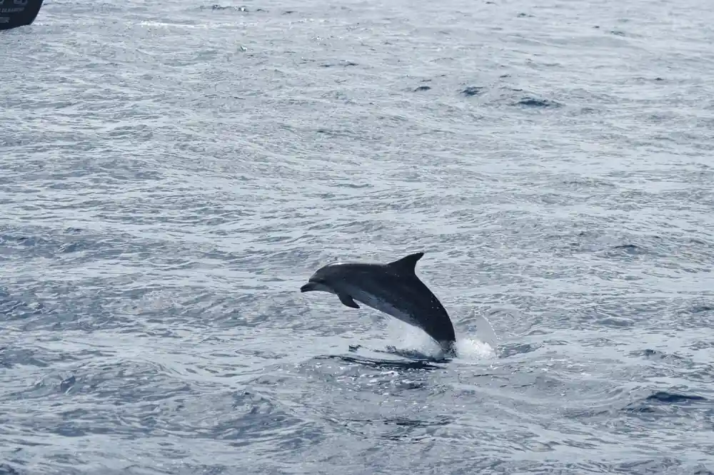 A dolphin leaping clear with spray behind it