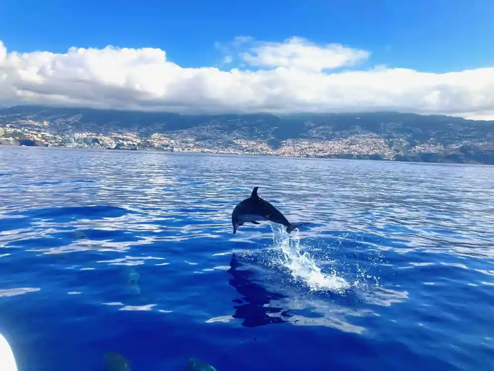 A dolphin leaping with Funchal on the shoreline behind