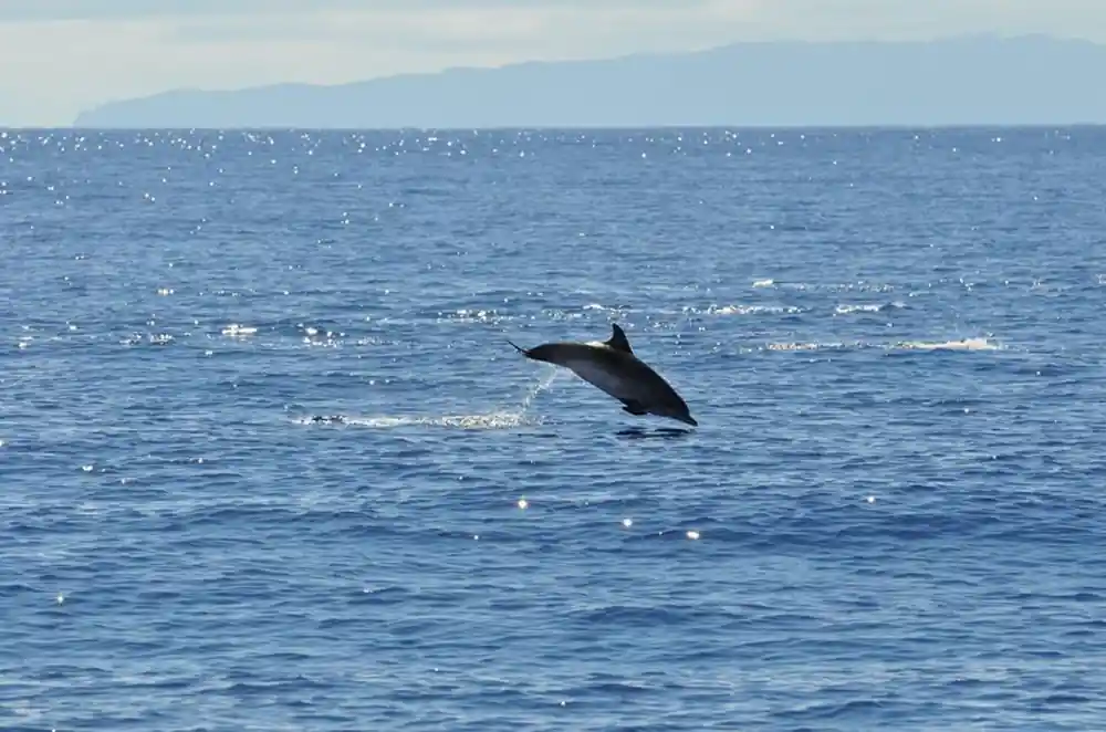 A dolphin leaping in sunlit water off the coast