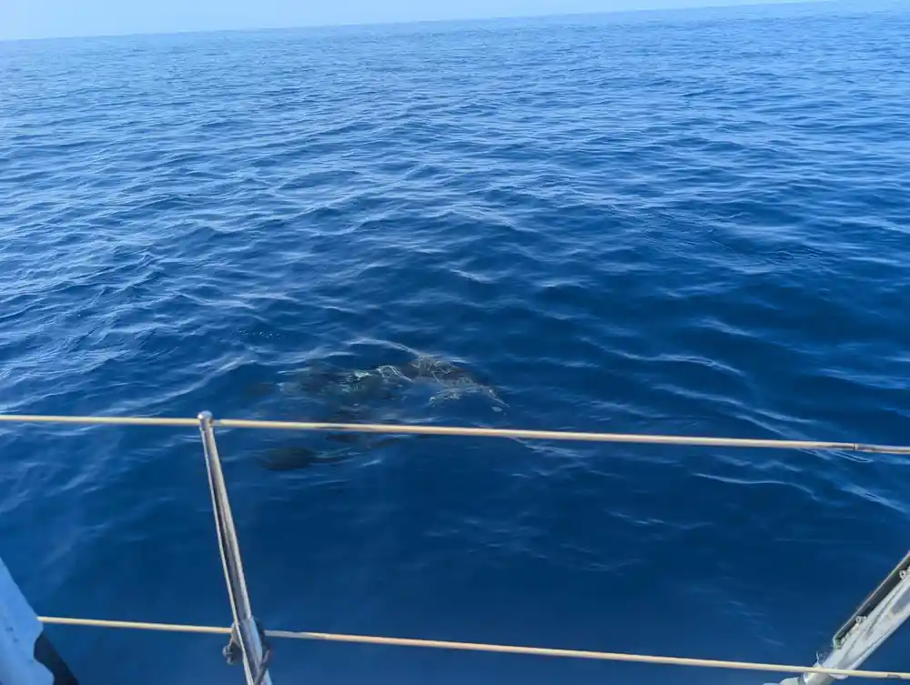 A dolphin surfacing beside the boat's rail