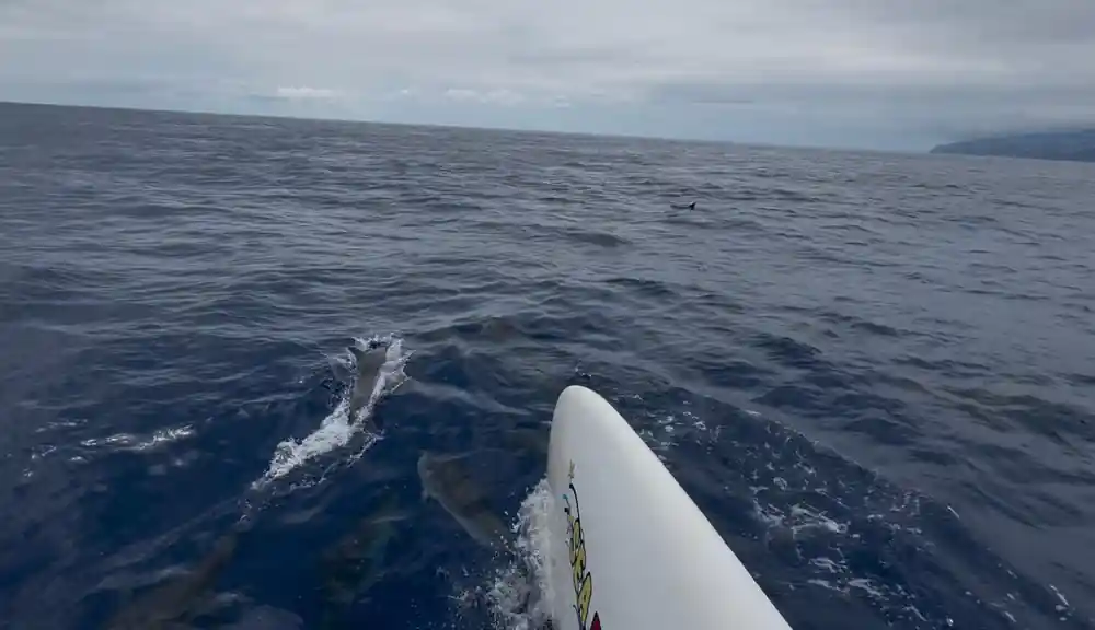 A dolphin surfacing right beside the hull under way
