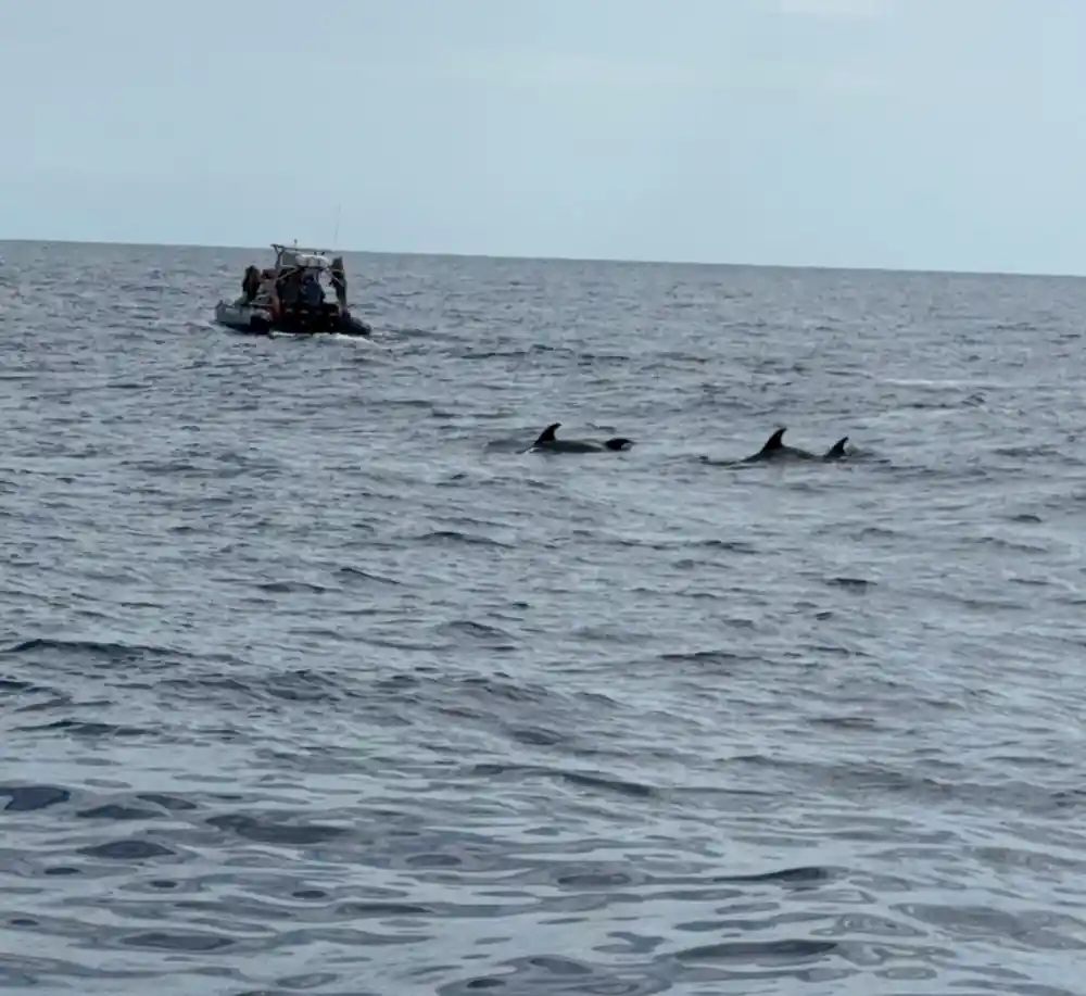 Dolphins surfacing near a small boat at distance