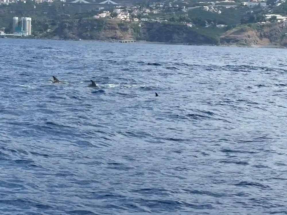 Dolphins surfacing with the terraced hillside behind
