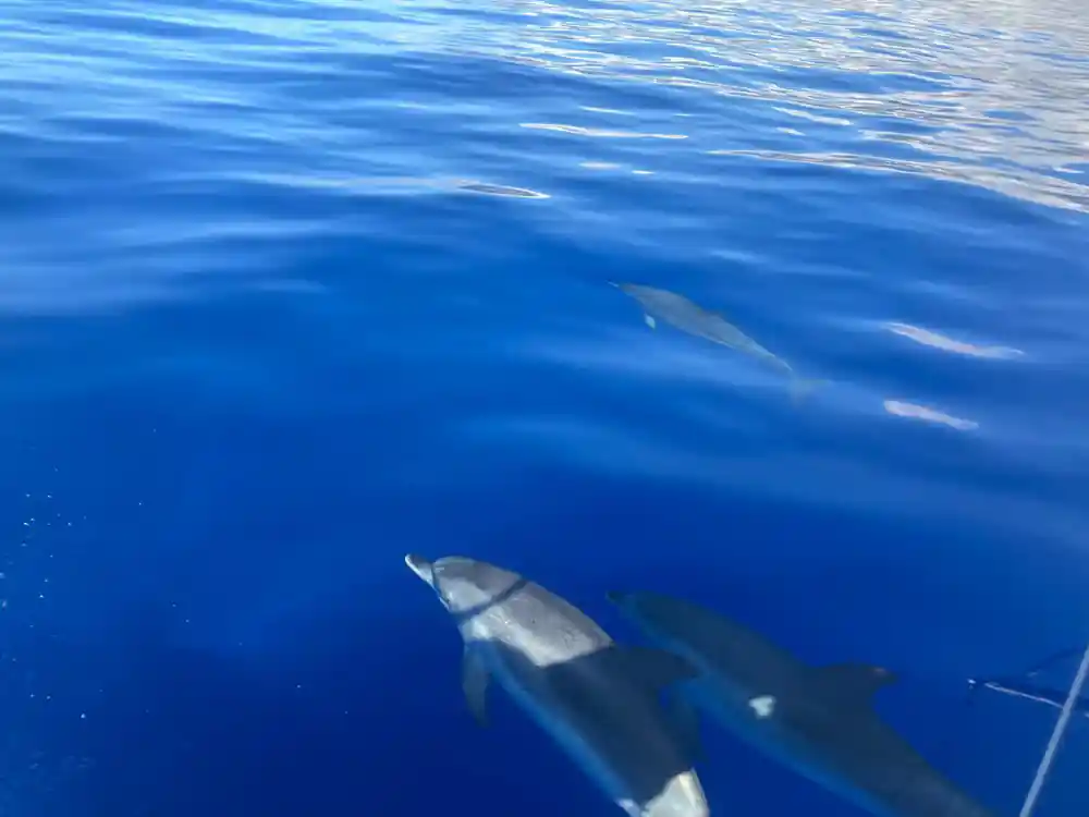 Dolphins swimming below the surface in clear blue water