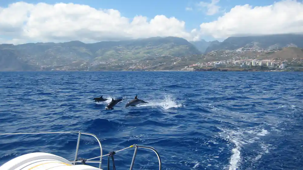 A group of dolphins surfacing with the green mountains behind