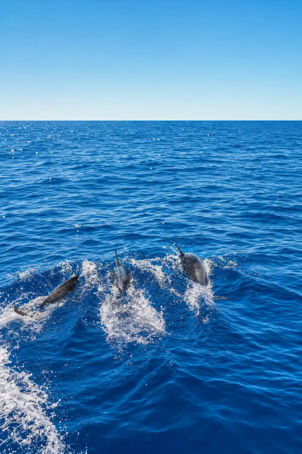 A group of dolphins surfacing together in bright blue water