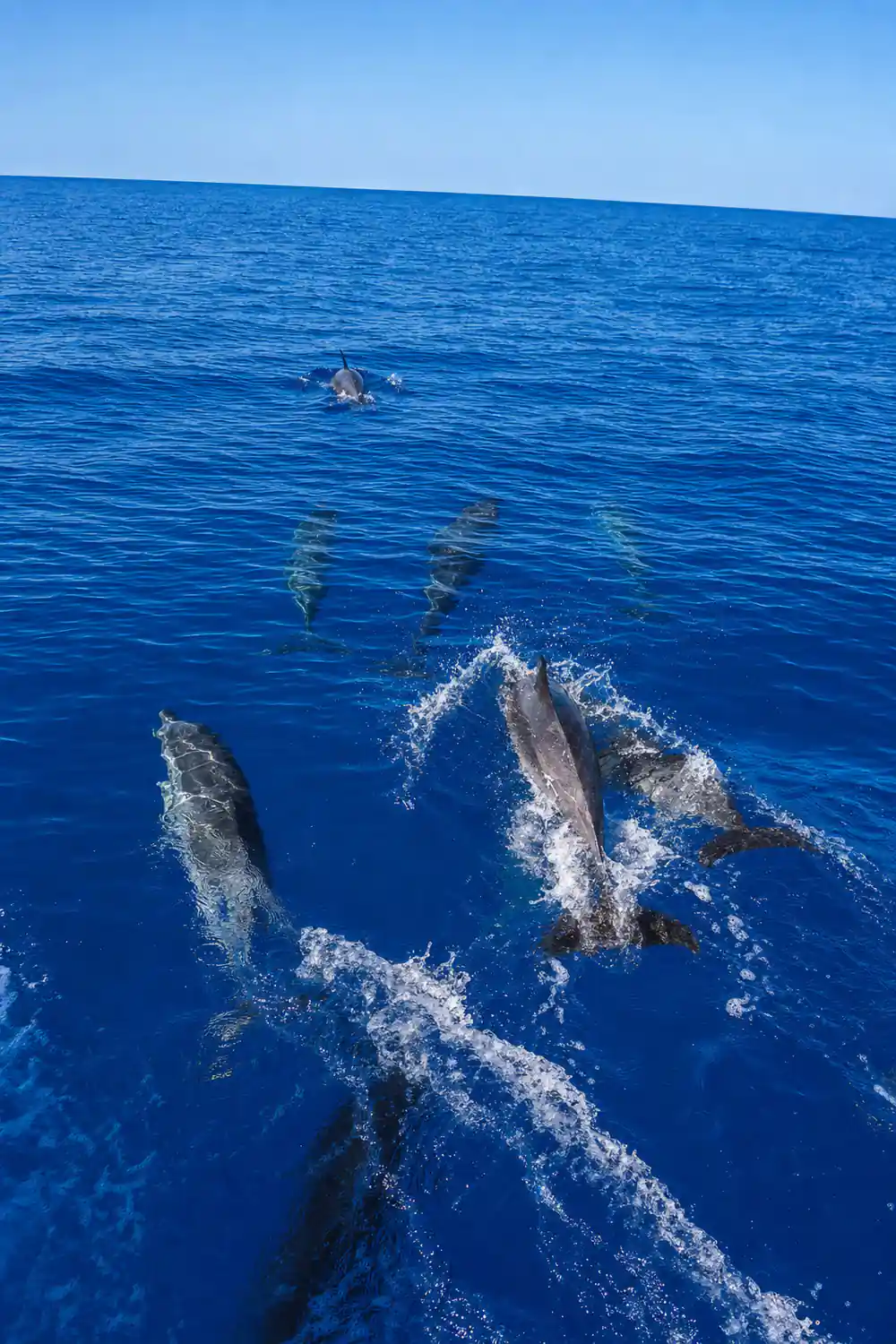 A large scattered pod of dolphins moving across deep blue
