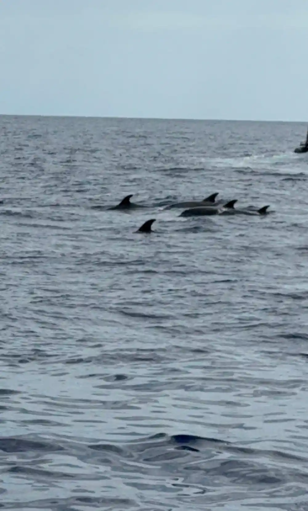 A line of dolphins surfacing together in choppy water