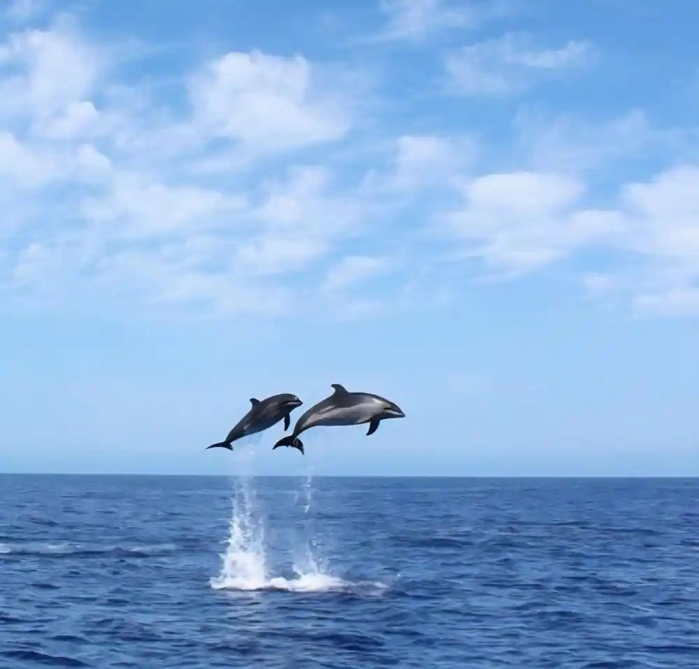 Two dolphins leaping simultaneously clear of the water