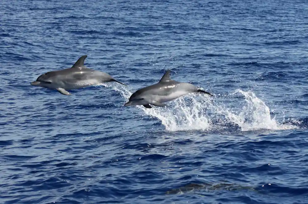 Two dolphins leaping together out of deep blue water