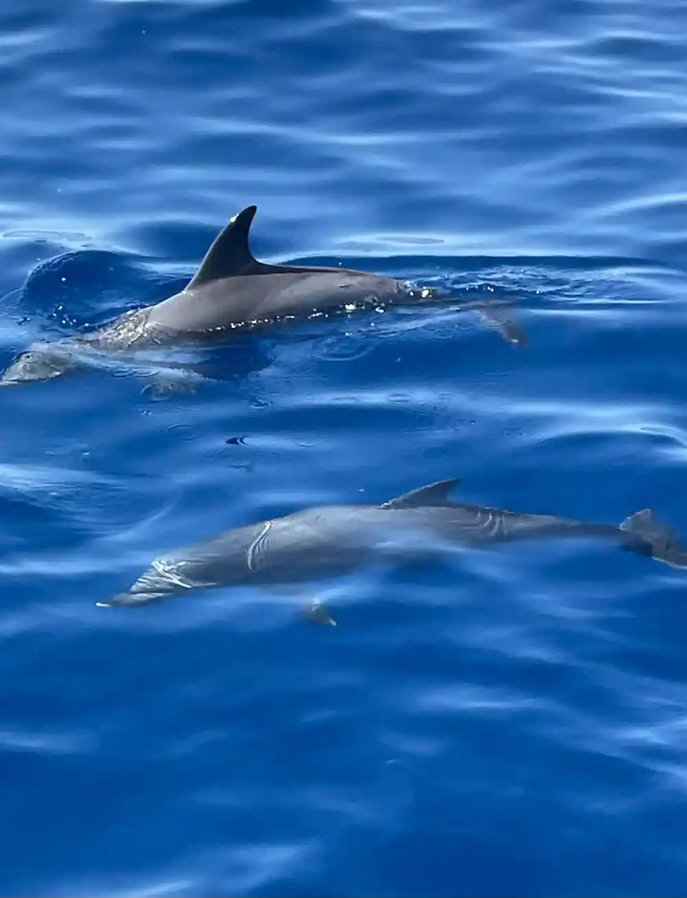 Two dolphins swimming just under the clear blue surface