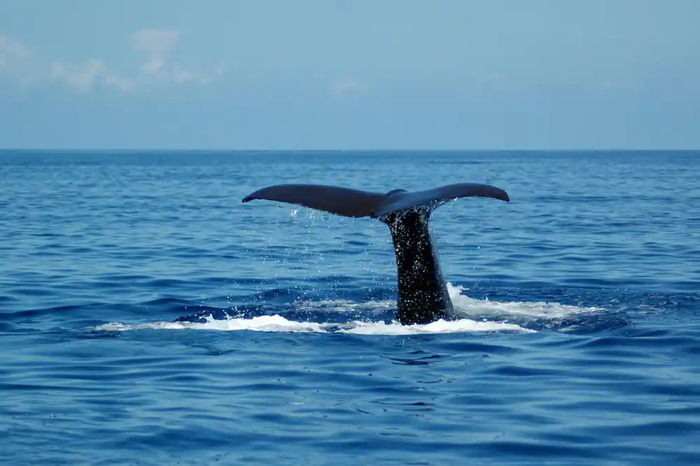A whale fluke standing vertical above calm blue water