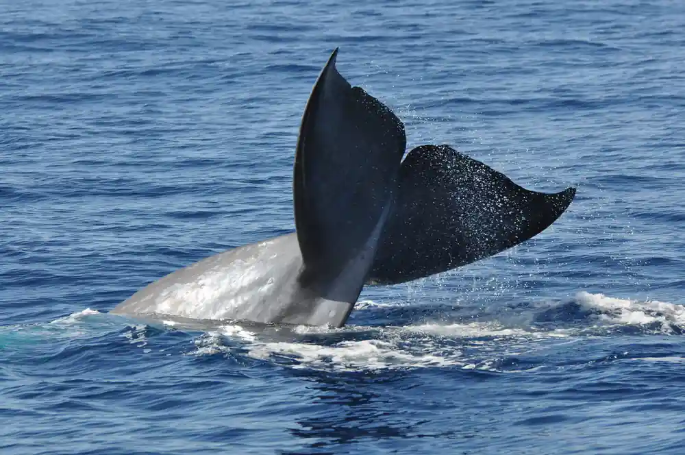 A whale's tail fluke raised clear of the water before a dive